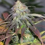 Семена конопли Californian Orange от Dutch Passion